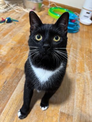 My name is Honey Bun because my foster mom says Im just so gosh darn sweet Im a fancy gal