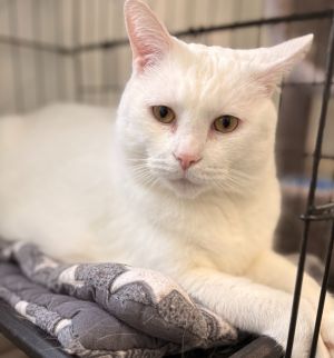 Kiki 2.0, Adult Male Domestic Short Hair