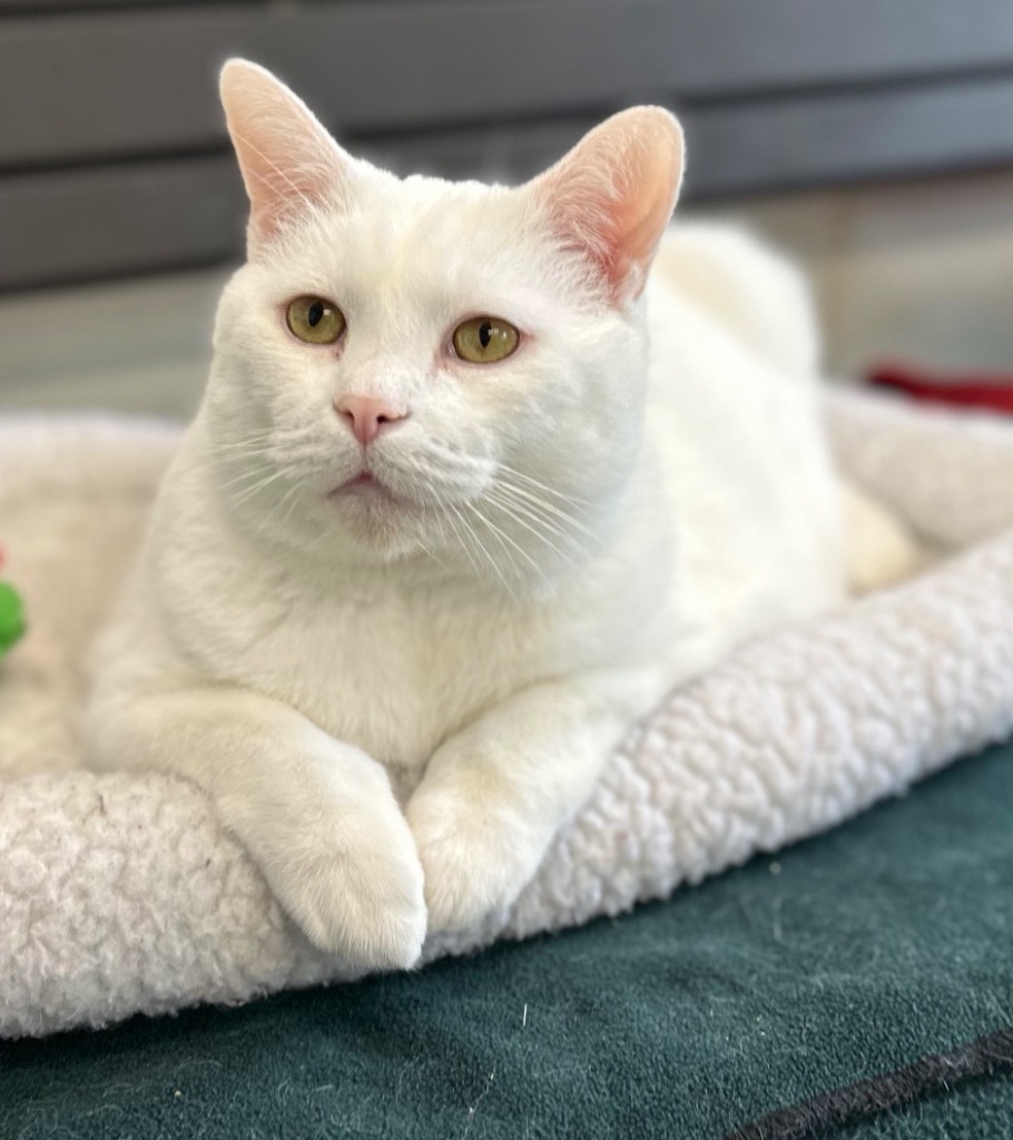 Kiki 2.0, an adoptable Domestic Short Hair in Cumberland, ME, 04021 | Photo Image 1