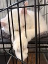 Kiki 2.0 photo 2