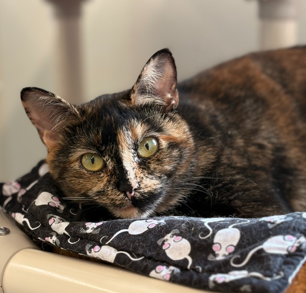 Mimi