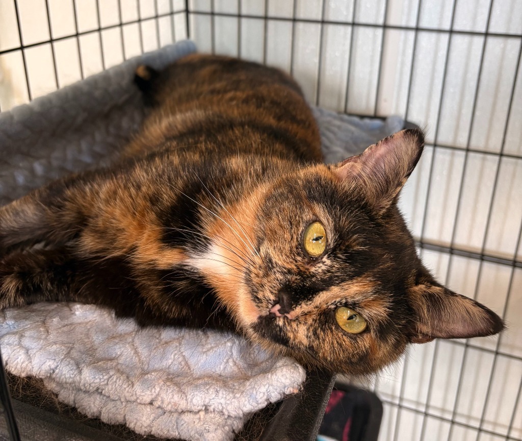 Mimi