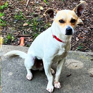 Say hello to Linus a lovable rattie mix who is as sweet and cuddly as they come Linus is a