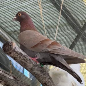 Why hello there Im Stevie a senior female roller pigeon In my glory days I was a roller pigeon