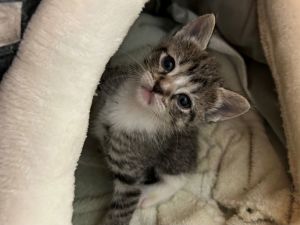HONEY BABY, Young Female American Shorthair
