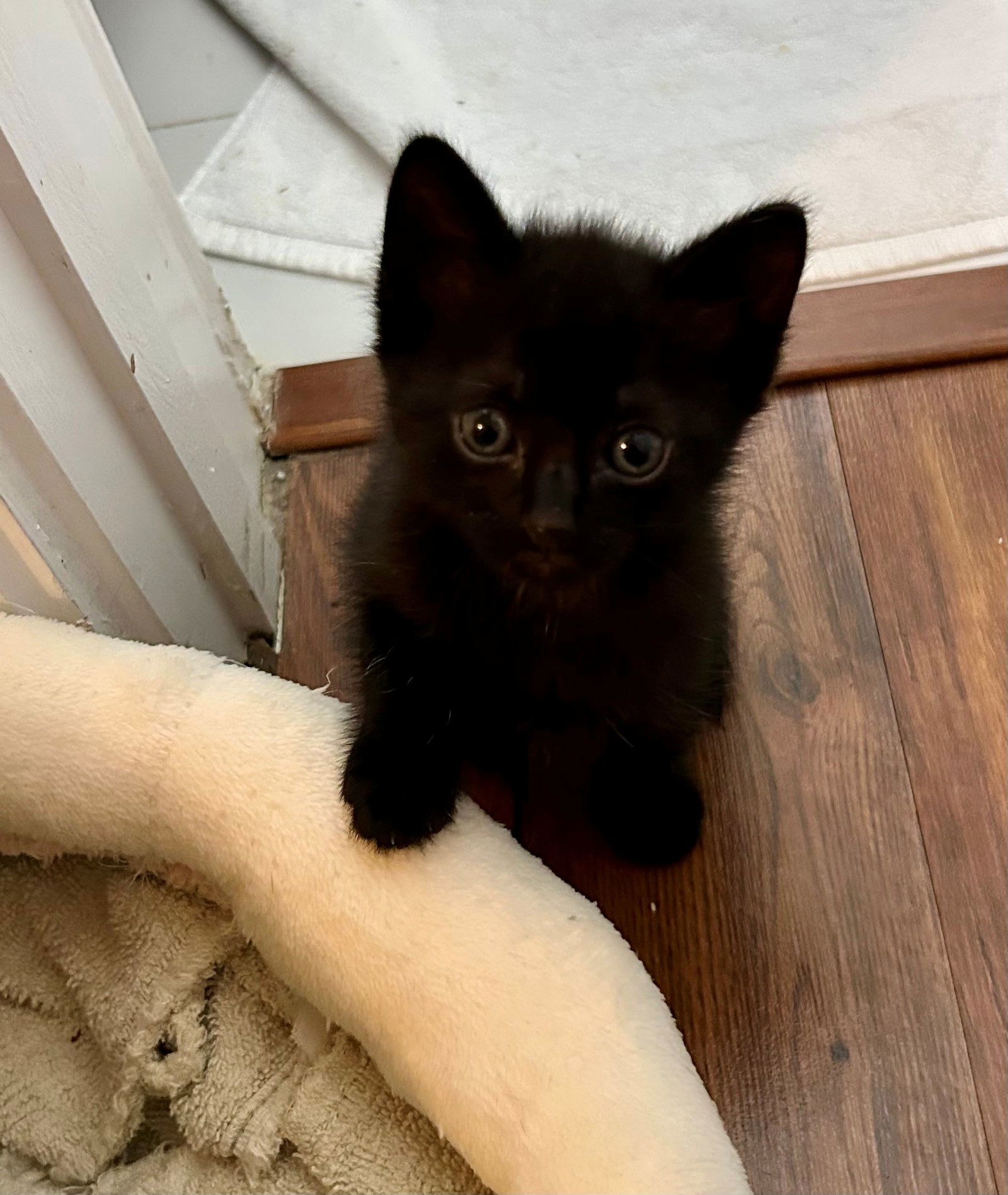 Luna baby