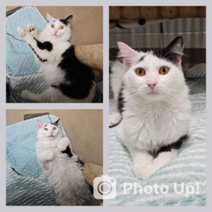 Meet Little Man Hes a beautiful weird and funny kitty boy He is very independent and loves othe