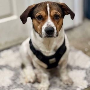Animal Profile Peter is an utterly adorable and super sweet low rider -- presumed Basset Hound mix 