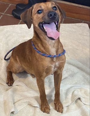 Animal Profile Chico is an adorable petite happy go lucky boy joining us from our friends on the bi