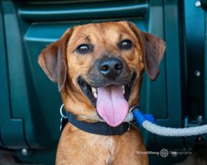 Animal Profile Chico is an adorable petite happy go lucky boy joining us from our friends on the bi