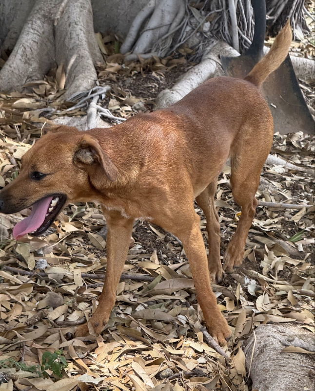Chico