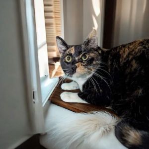 Calypso, Baby Female Calico