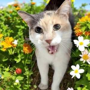Simba, Adult Female Dilute Calico