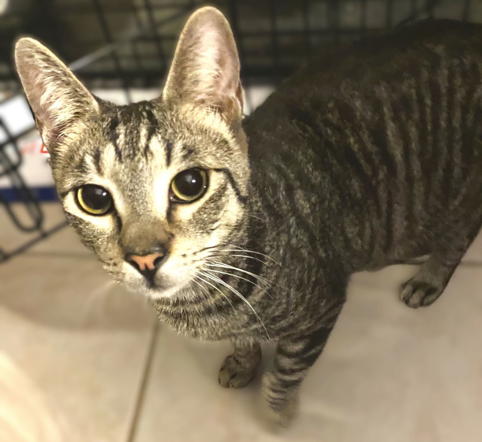 Sugar Ray, an adoptable Munchkin, Tabby in Fort Myers, FL, 33906 | Photo Image 1