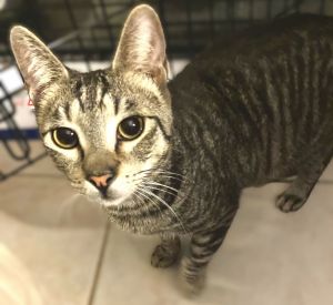 Sugar Ray and Trouble, Young Male Munchkin