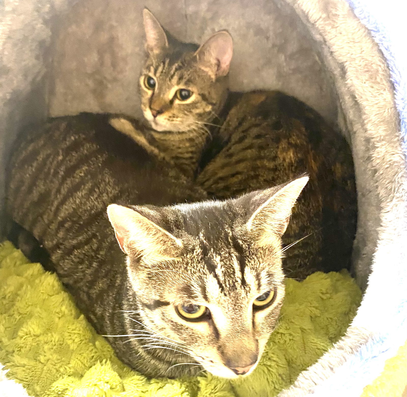 Sugar Ray, an adoptable Munchkin, Tabby in Fort Myers, FL, 33906 | Photo Image 2