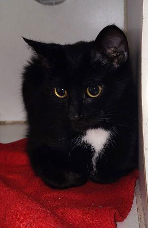 Cali, Adult Female Domestic Short Hair