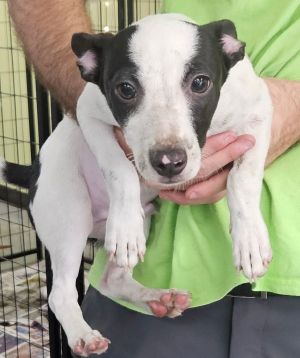 Poptart, Young Male Jack Russell Terrier