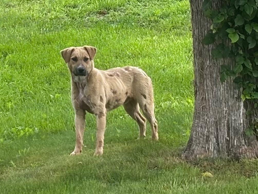 Jalapeo -Adoptable