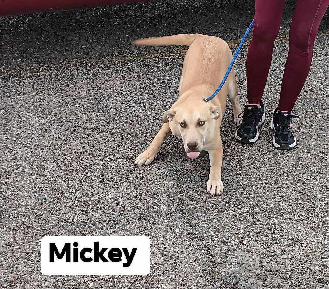 Mickey