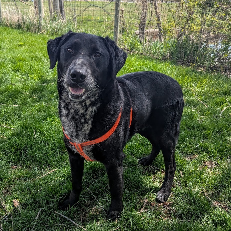 Gus