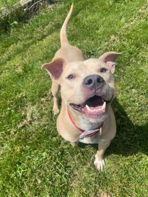 Tater, Young Male Pit Bull Terrier