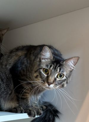Mika