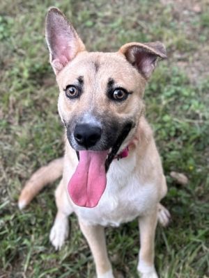 Sashimi, Adult Male Shepherd