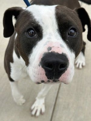 Cairo, Adult Male Pit Bull Terrier