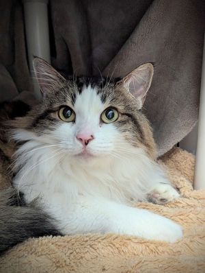 Holly, Senior Female Domestic Long Hair