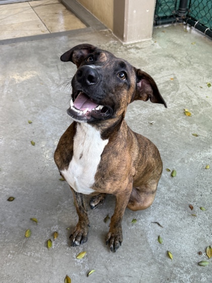 Gohan, an adoptable Greyhound, Mixed Breed in Honolulu, HI, 96826 | Photo Image 1