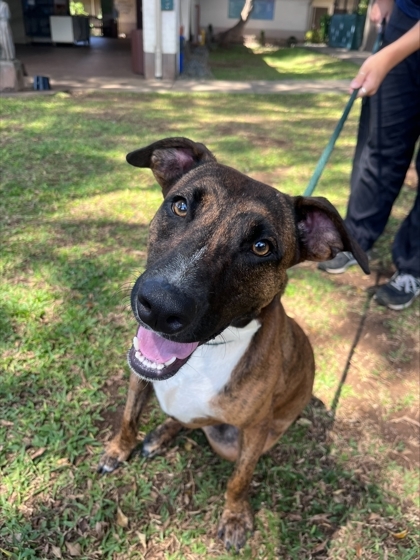 Gohan, an adoptable Greyhound, Mixed Breed in Honolulu, HI, 96826 | Photo Image 2