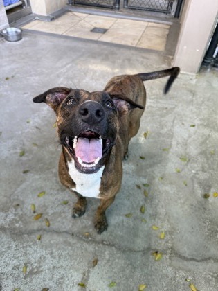 Gohan, an adoptable Greyhound, Mixed Breed in Honolulu, HI, 96826 | Photo Image 3