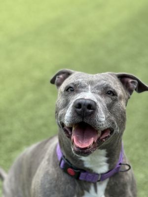 Piper McLean, Senior Female Pit Bull Terrier