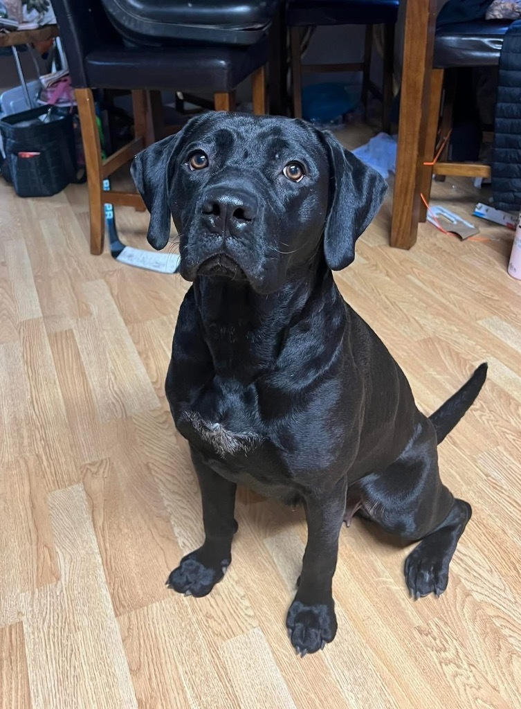 Molly Mae, an adoptable Labrador Retriever, Pit Bull Terrier in Grand Rapids, MN, 55744 | Photo Image 1