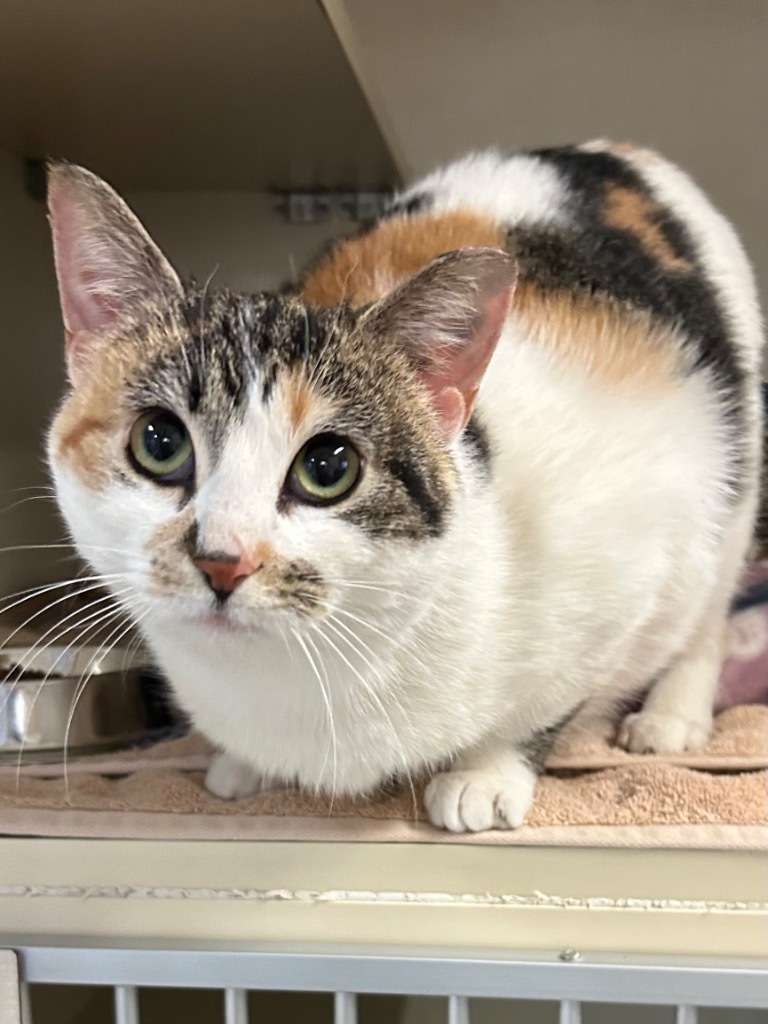 Miss KayKay, an adoptable Domestic Short Hair in Winnipeg, MB, R3H 0M1 | Photo Image 1
