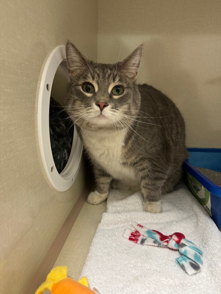 Angry Whopper, an adoptable Domestic Short Hair in Winnipeg, MB, R3H 0M1 | Photo Image 1