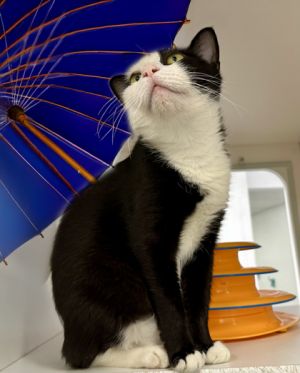 Brittany, Adult Female Domestic Short Hair