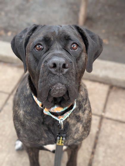 Louna, an adoptable Mixed Breed in Montreal, QC, H4P 1X4 | Photo Image 1