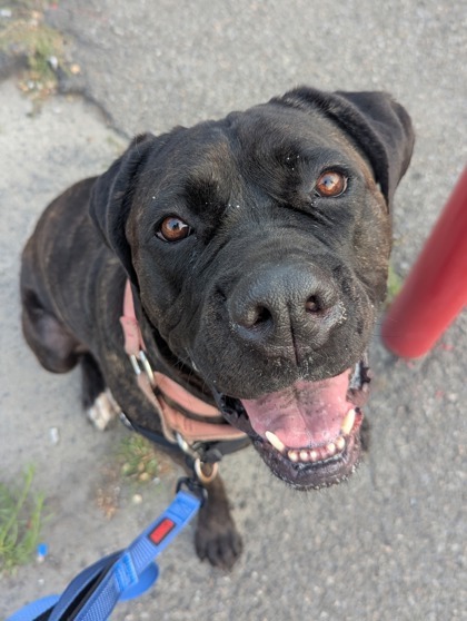 Louna, an adoptable Mixed Breed in Montreal, QC, H4P 1X4 | Photo Image 2