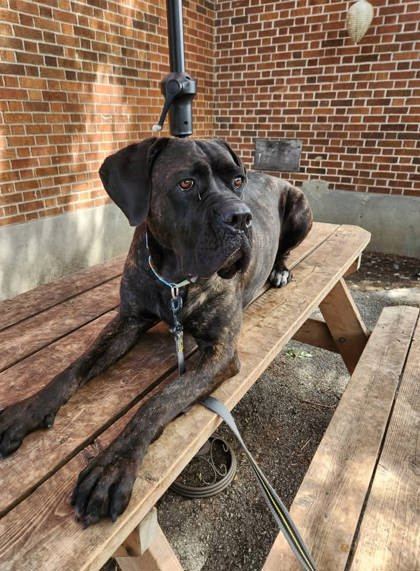 Louna, an adoptable Mixed Breed in Montreal, QC, H4P 1X4 | Photo Image 3