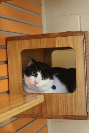 Clover, Adult Male Domestic Short Hair