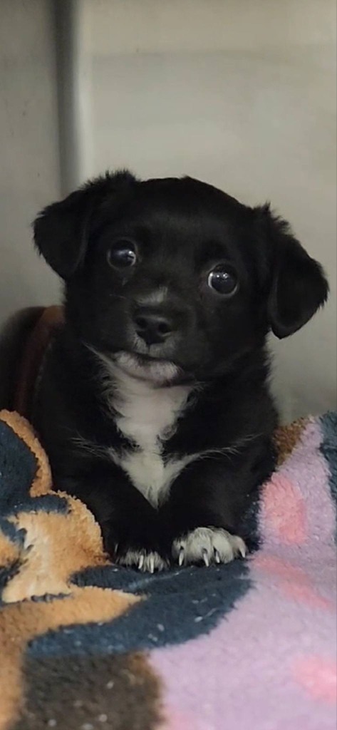 Ollie, an adoptable Terrier, Cockapoo in Brookings, OR, 97415 | Photo Image 1