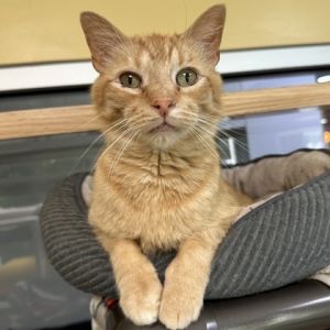Caesar, Adult Male Domestic Short Hair