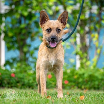 Curtis, an adoptable Terrier, Mixed Breed in Honolulu, HI, 96826 | Photo Image 2