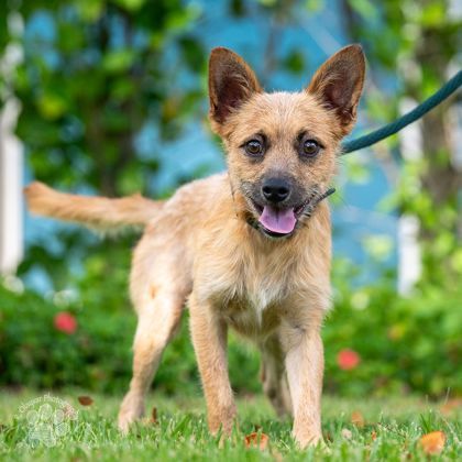 Curtis, an adoptable Terrier, Mixed Breed in Honolulu, HI, 96826 | Photo Image 3