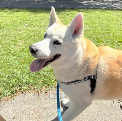 Yuki