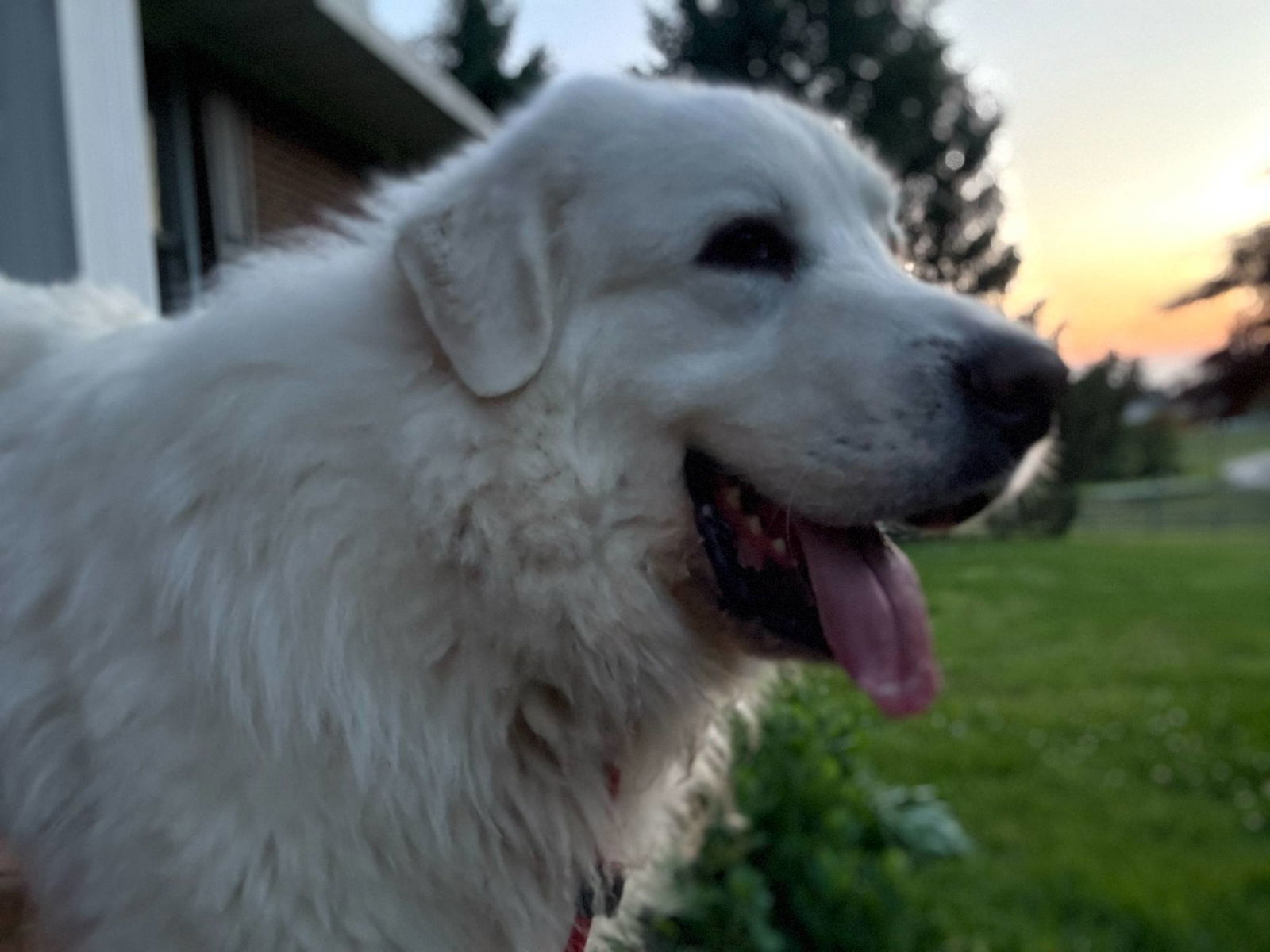 Yuki