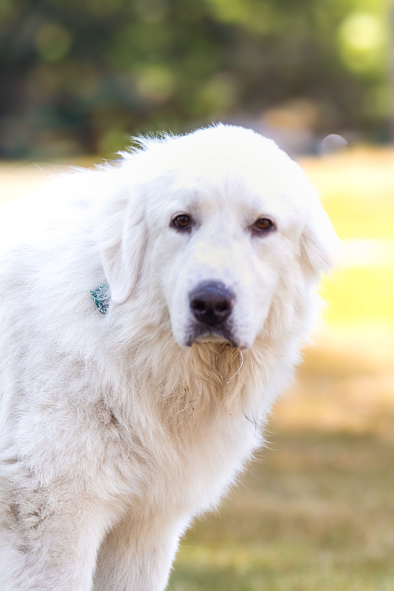Yuki in VT