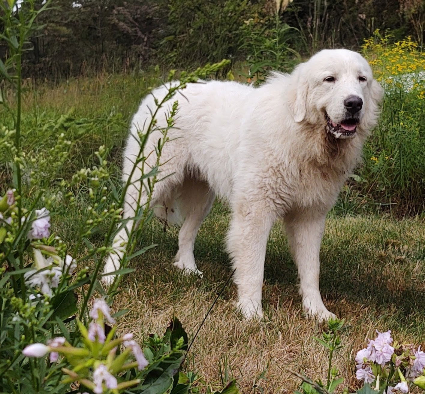 Yuki in VT